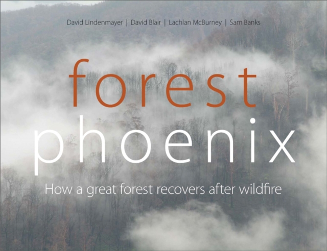 Forest Phoenix : How a Great Forest Recovers After Wildfire, Paperback / softback Book