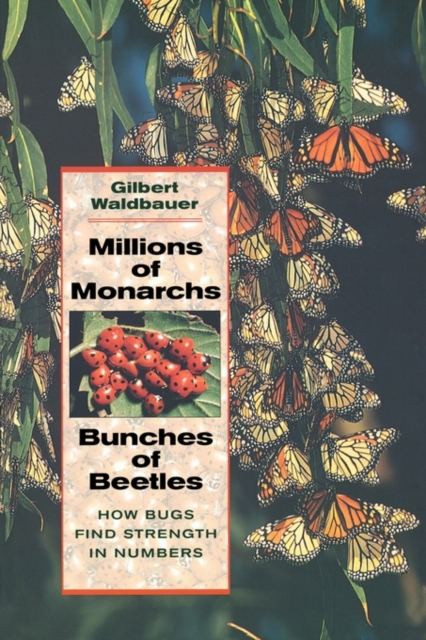 Millions of Monarchs, Bunches of Beetles : How Bugs Find Strength in Numbers, Paperback / softback Book