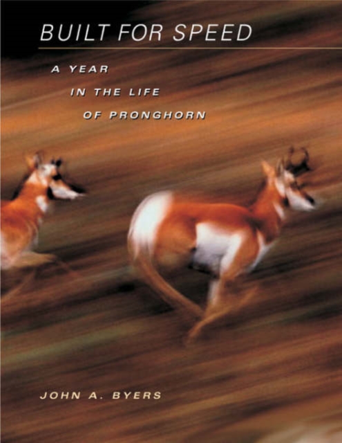 Built for Speed : A Year in the Life of Pronghorn, Hardback Book