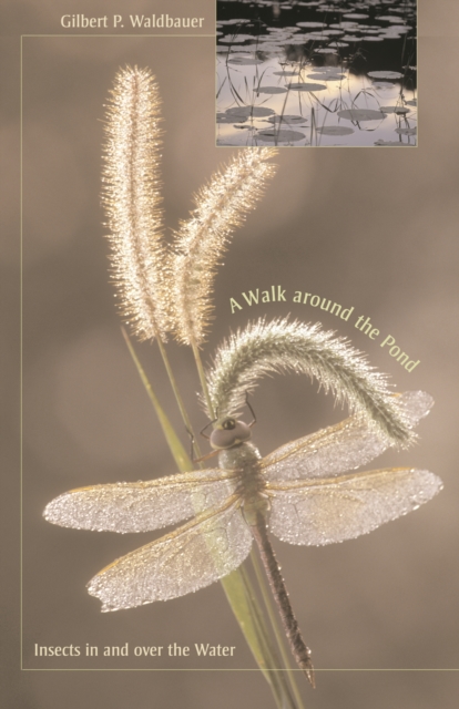 A Walk around the Pond : Insects in and over the Water, PDF eBook