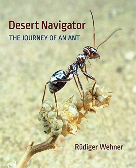 Desert Navigator : The Journey of an Ant, Hardback Book