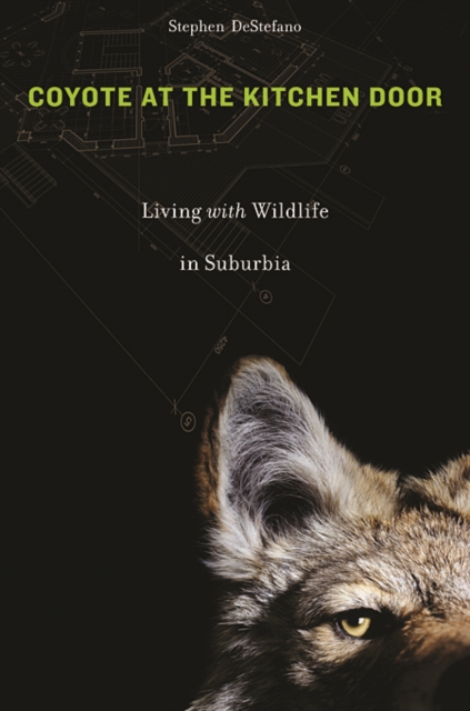 Coyote at the Kitchen Door : Living with Wildlife in Suburbia, Paperback / softback Book