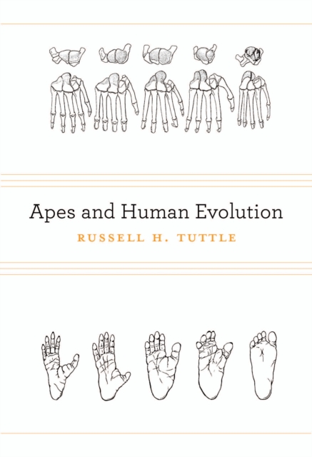 Apes and Human Evolution, EPUB eBook