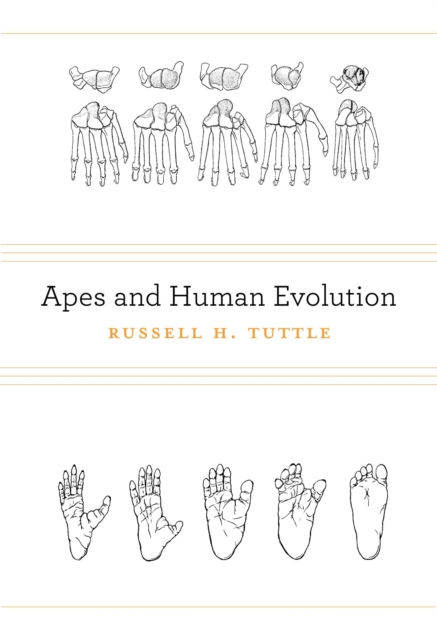 Apes and Human Evolution, EPUB eBook