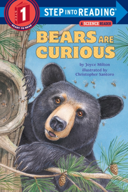 Bears are Curious, Paperback / softback Book
