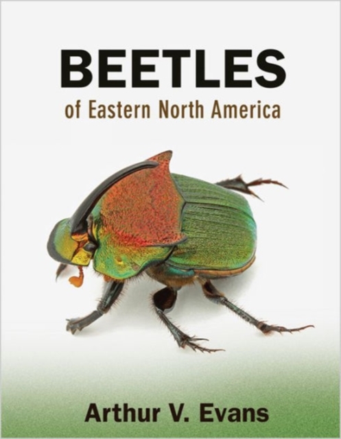 Beetles of Eastern North America, Paperback / softback Book