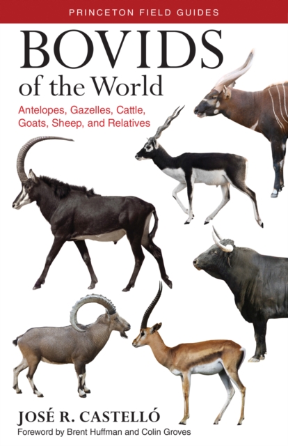 Bovids of the World : Antelopes, Gazelles, Cattle, Goats, Sheep, and Relatives, Paperback / softback Book