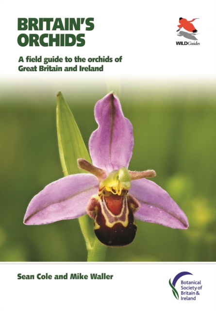 Britain's Orchids : A Field Guide to the Orchids of Great Britain and Ireland, Paperback / softback Book