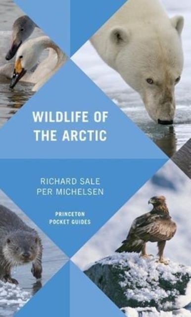 Wildlife of the Arctic, Paperback / softback Book