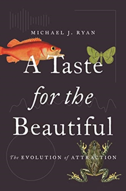 A Taste for the Beautiful : The Evolution of Attraction, Paperback / softback Book