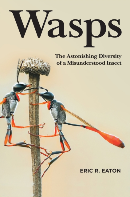 Wasps : The Astonishing Diversity of a Misunderstood Insect, PDF eBook