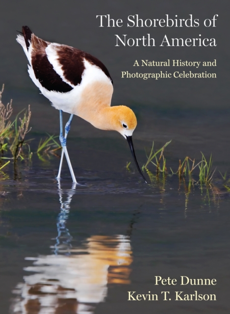 The Shorebirds of North America : A Natural History and Photographic Celebration, Hardback Book