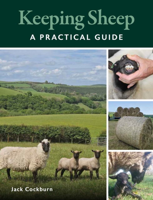 Keeping Sheep, Paperback / softback Book