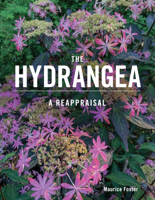 The Hydrangea : A Reappraisal, Hardback Book