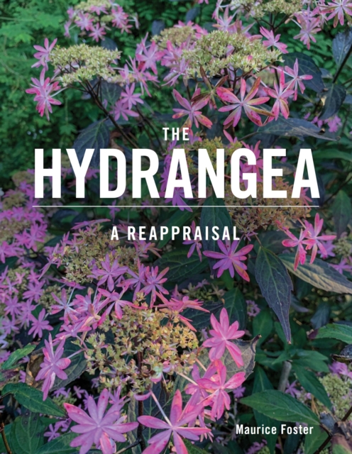 The Hydrangea : A Reappraisal, EPUB eBook