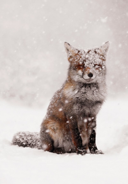Snow Fox Notecards, Cards Book