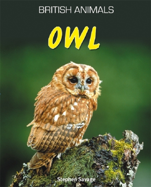 British Animals: Owl, Paperback / softback Book