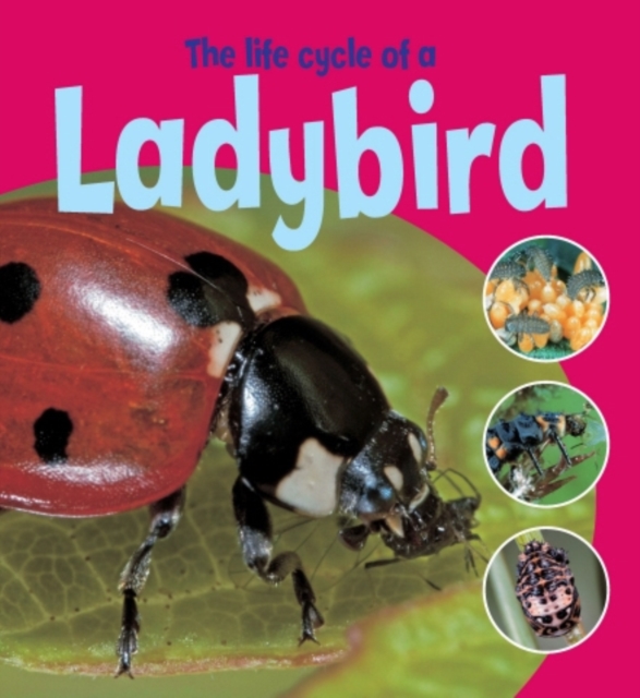 Learning About Life Cycles: The Life Cycle of a Ladybird, Paperback / softback Book