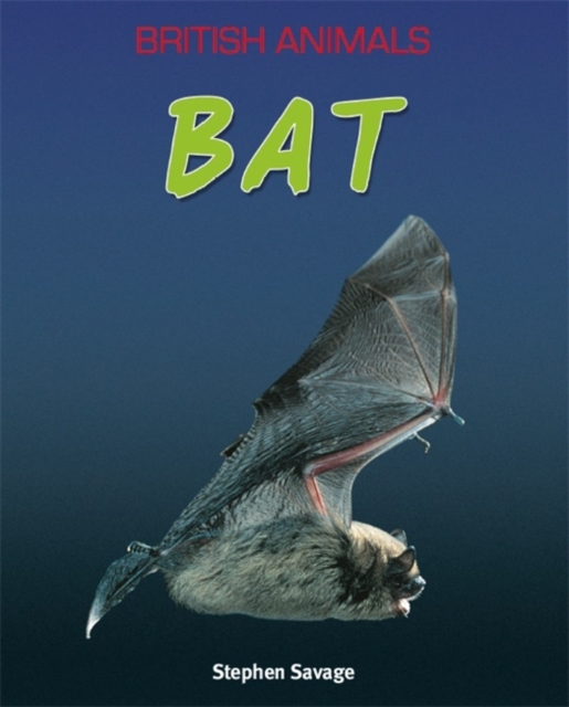 British Animals: Bat, Paperback / softback Book