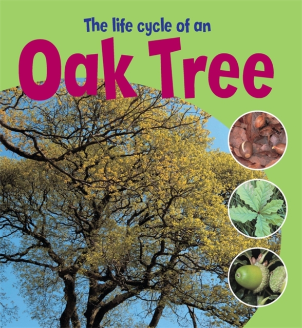 Learning About Life Cycles: The Life Cycle of an Oak Tree, Paperback Book