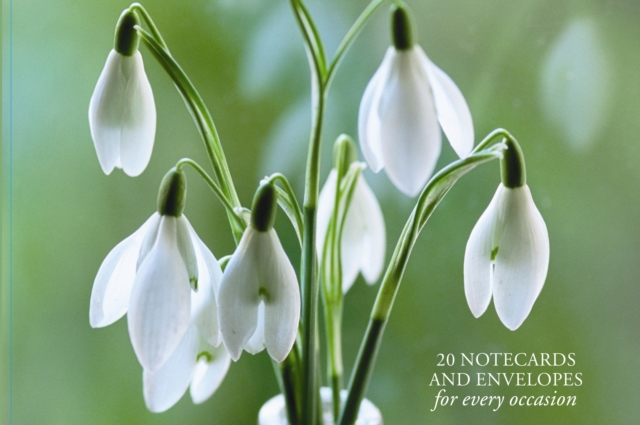 Card Box of 20 Notecards and Envelopes: Snowdrop, Cards Book