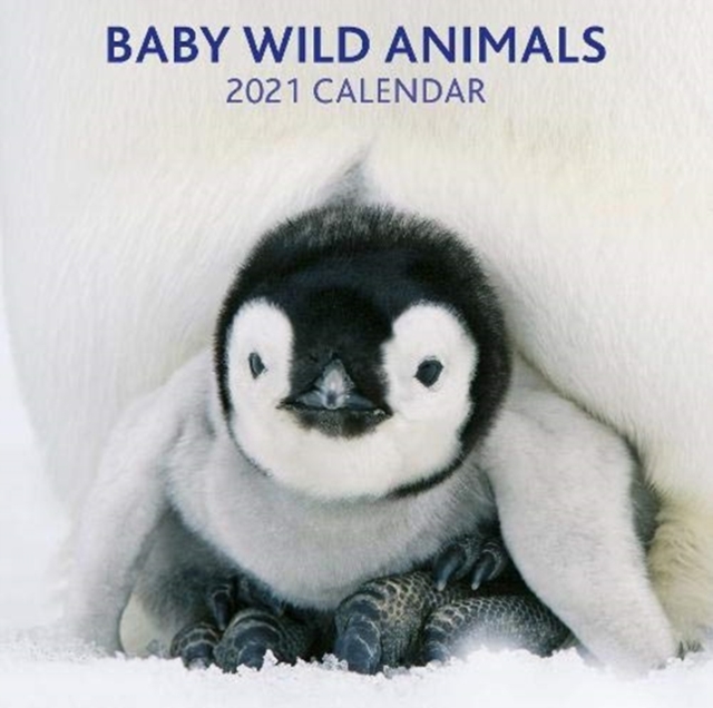 2021 Calendar: Baby Wild Animals, Paperback / softback Book