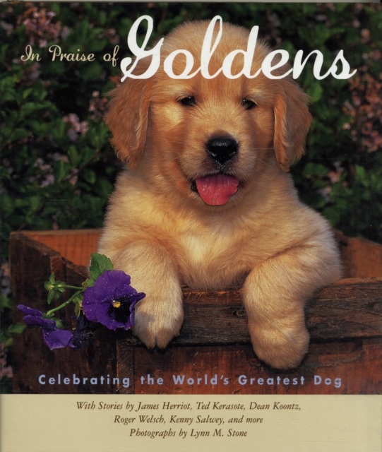 In Praise of Goldens : Celebrating the World's Greatest Dog, Hardback Book