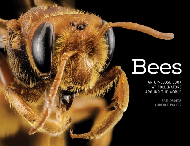 Bees : An Up-Close Look at Pollinators Around the World, Hardback Book