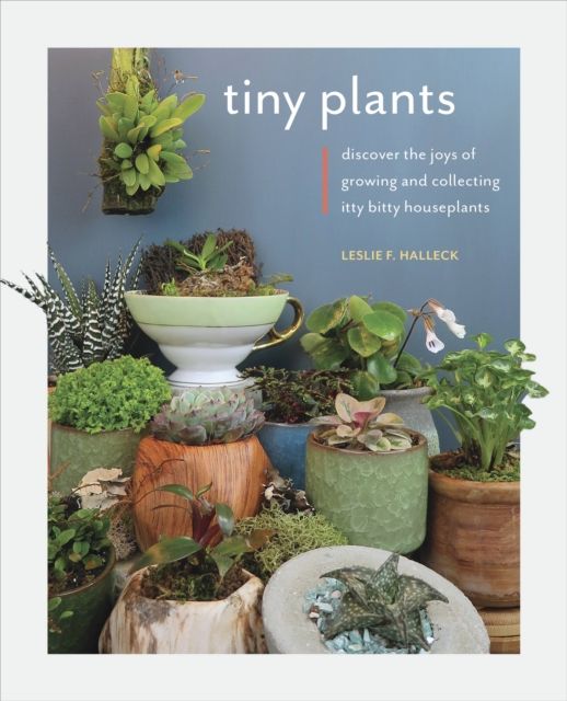 Tiny Plants : Discover the joys of growing and collecting itty-bitty houseplants, Paperback / softback Book