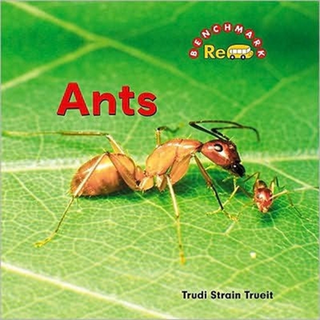 Ants, Hardback Book
