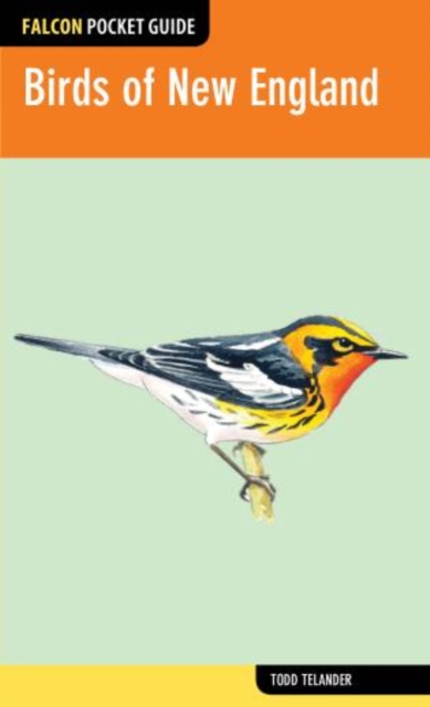 Birds of New England, Paperback / softback Book