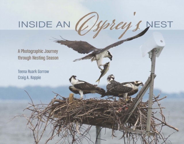 Inside an Osprey's Nest: A Photographic Journey through Nesting Season, Hardback Book