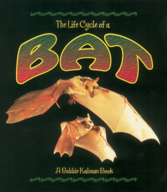 The Life Cycle of the Bat, Paperback / softback Book
