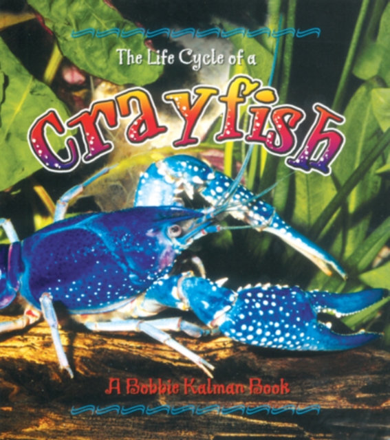 The Life Cycle of the Crayfish, Paperback / softback Book
