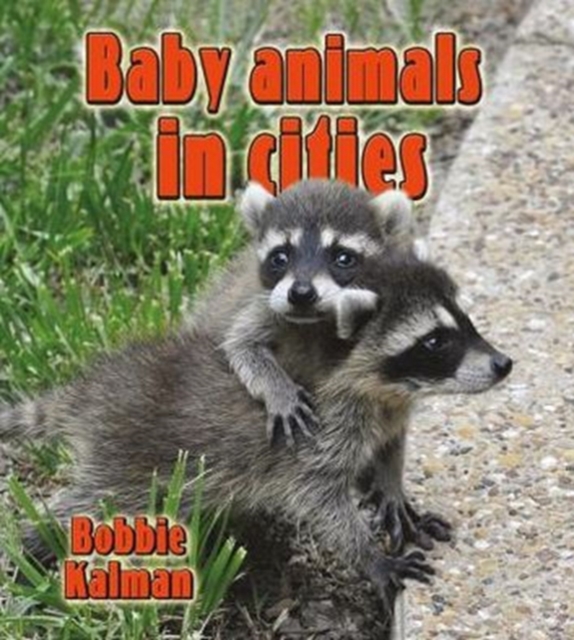 Baby Animals in Cities, Paperback / softback Book
