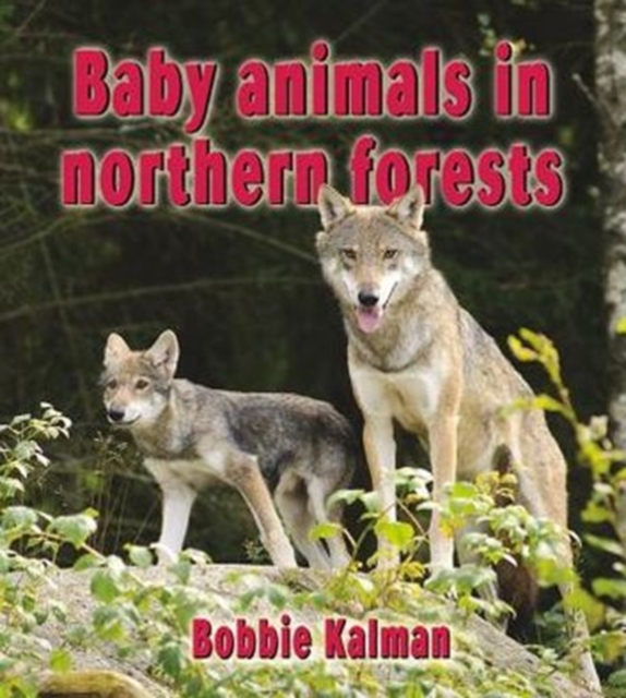Baby Animals in Northern Forests, Paperback / softback Book