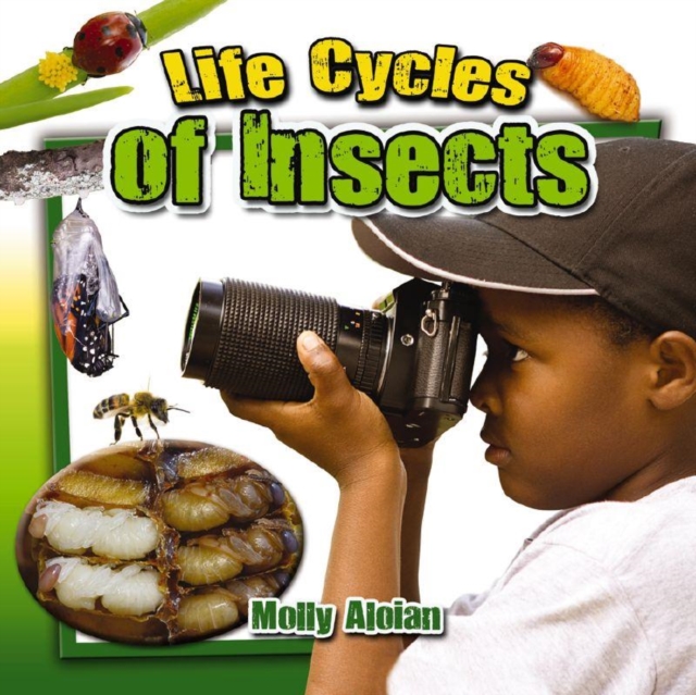 Life Cycles of Insects, Paperback / softback Book