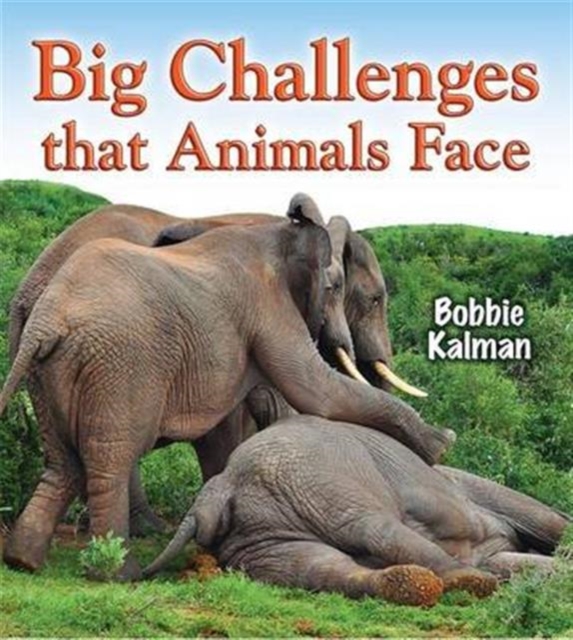 Big Challenges that Animals Face, Paperback / softback Book