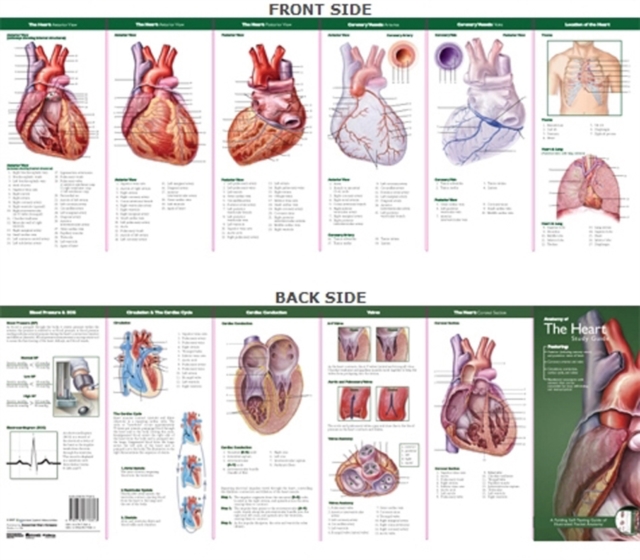 Anatomical Chart Company's Illustrated Pocket Anatomy: Anatomy of The Heart Study Guide, Fold-out book or chart Book