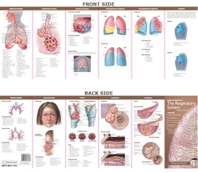 Anatomical Chart Company's Illustrated Pocket Anatomy: Anatomy & Disorders of The Respiratory System Study Guide, Wallchart Book