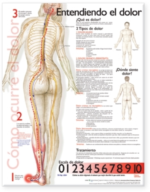 Understanding Pain Anatomical Chart in Spanish, Wallchart Book