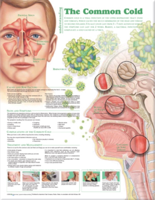 Understanding the Common Cold Anatomical Chart, Wallchart Book