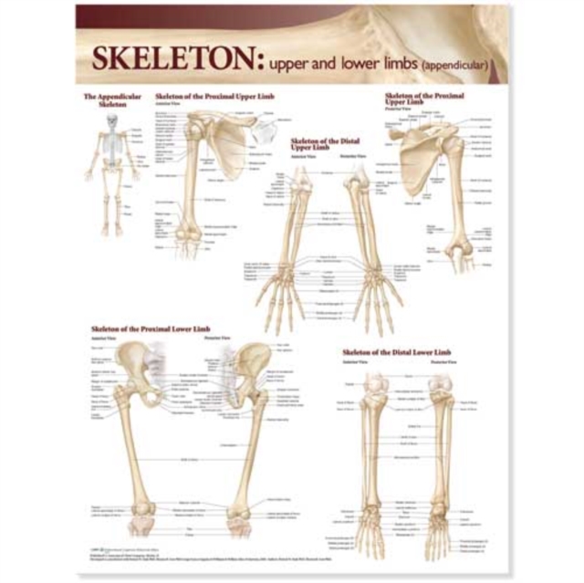 Lippincott Williams & Wilkins Atlas of Anatomy Skeletal System Chart: Upper and Lower Limbs, Wallchart Book