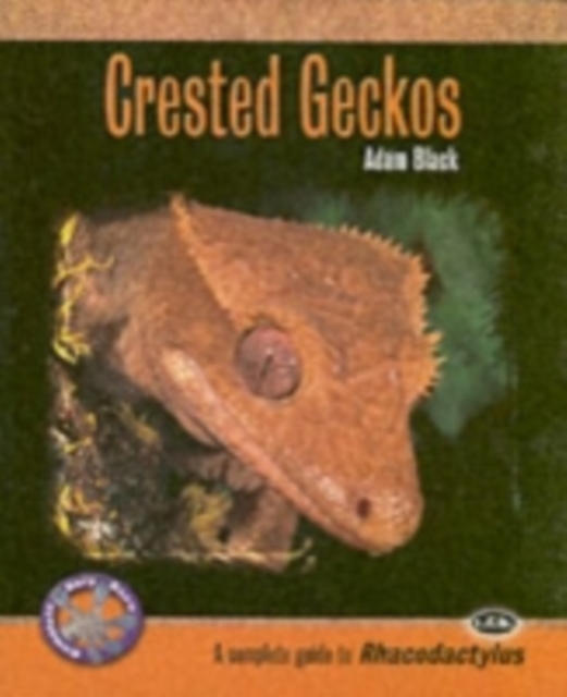 Crested Geckos, Paperback / softback Book