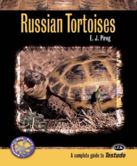 Russian Tortoises, Paperback / softback Book