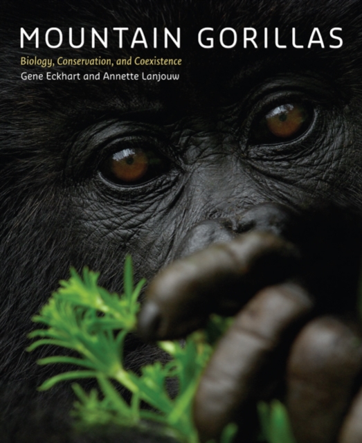 Mountain Gorillas : Biology, Conservation, and Coexistence, Hardback Book
