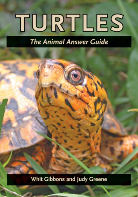 Turtles : The Animal Answer Guide, Hardback Book
