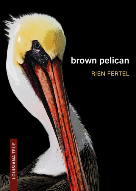 Brown Pelican, Paperback / softback Book