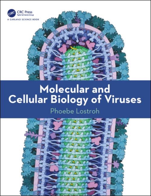 Molecular and Cellular Biology of Viruses, Paperback / softback Book