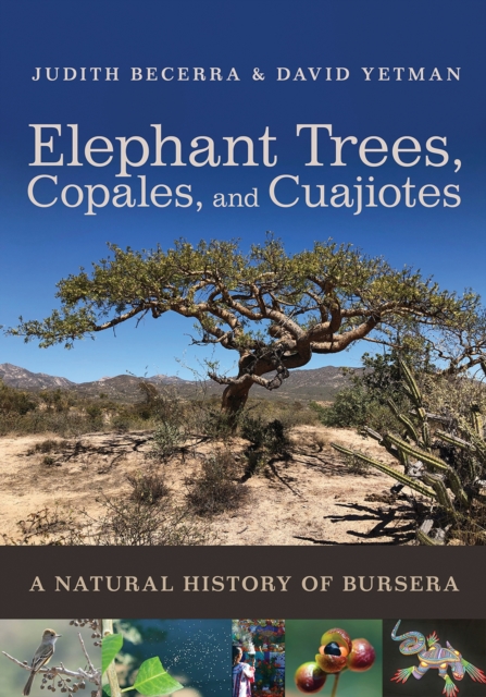 Elephant Trees, Copales, and Cuajiotes : A Natural History of Bursera, Paperback / softback Book